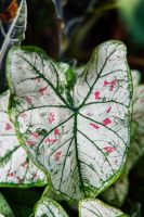 Caladium Fancy Leaf Cranberry Star
